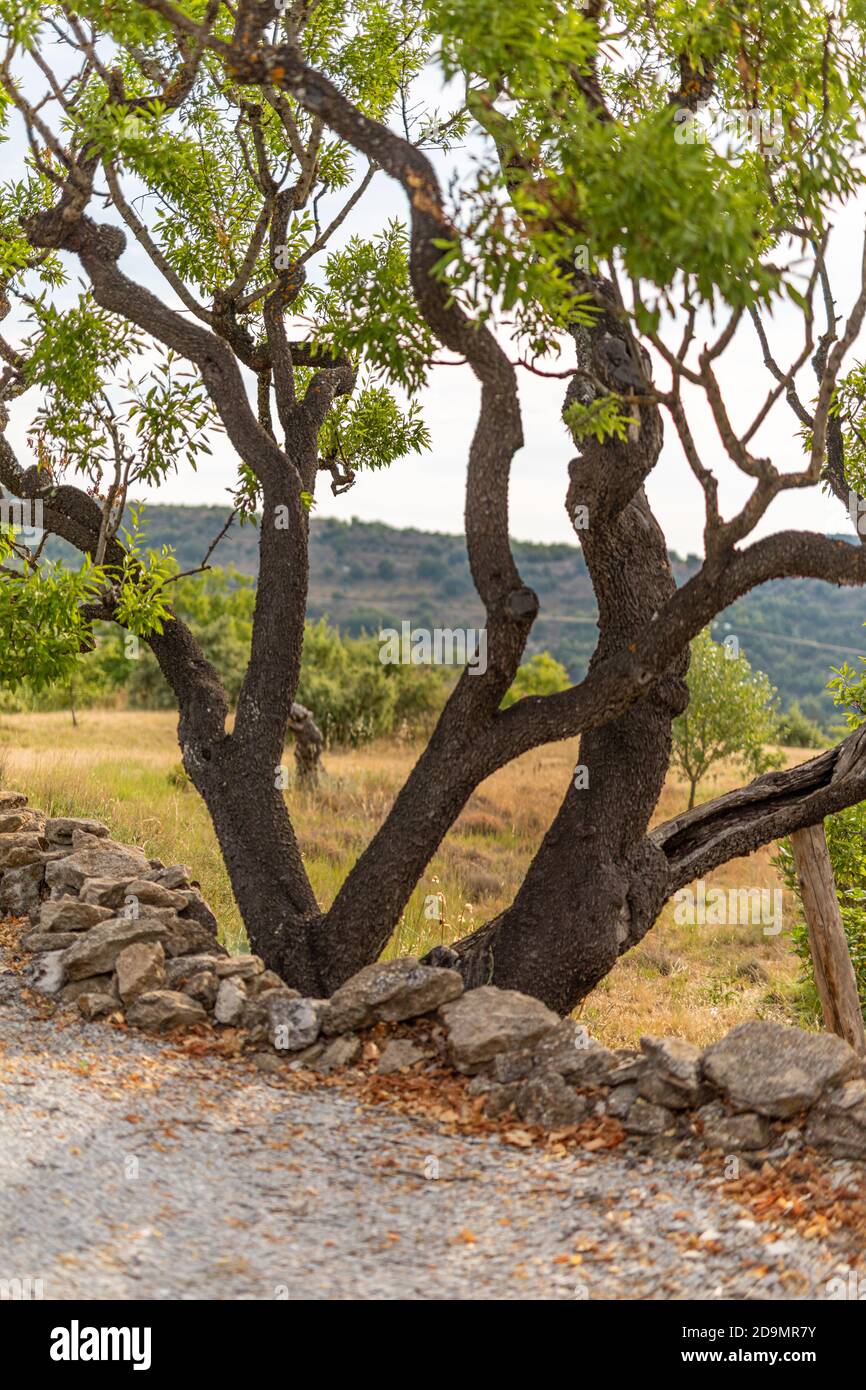 Allée avec les chênes-lièges Quercus, le gravier et le mur de pierre. Jardin d'oliviers. Longue rangée d'arbres sur fond de ciel. Banque D'Images