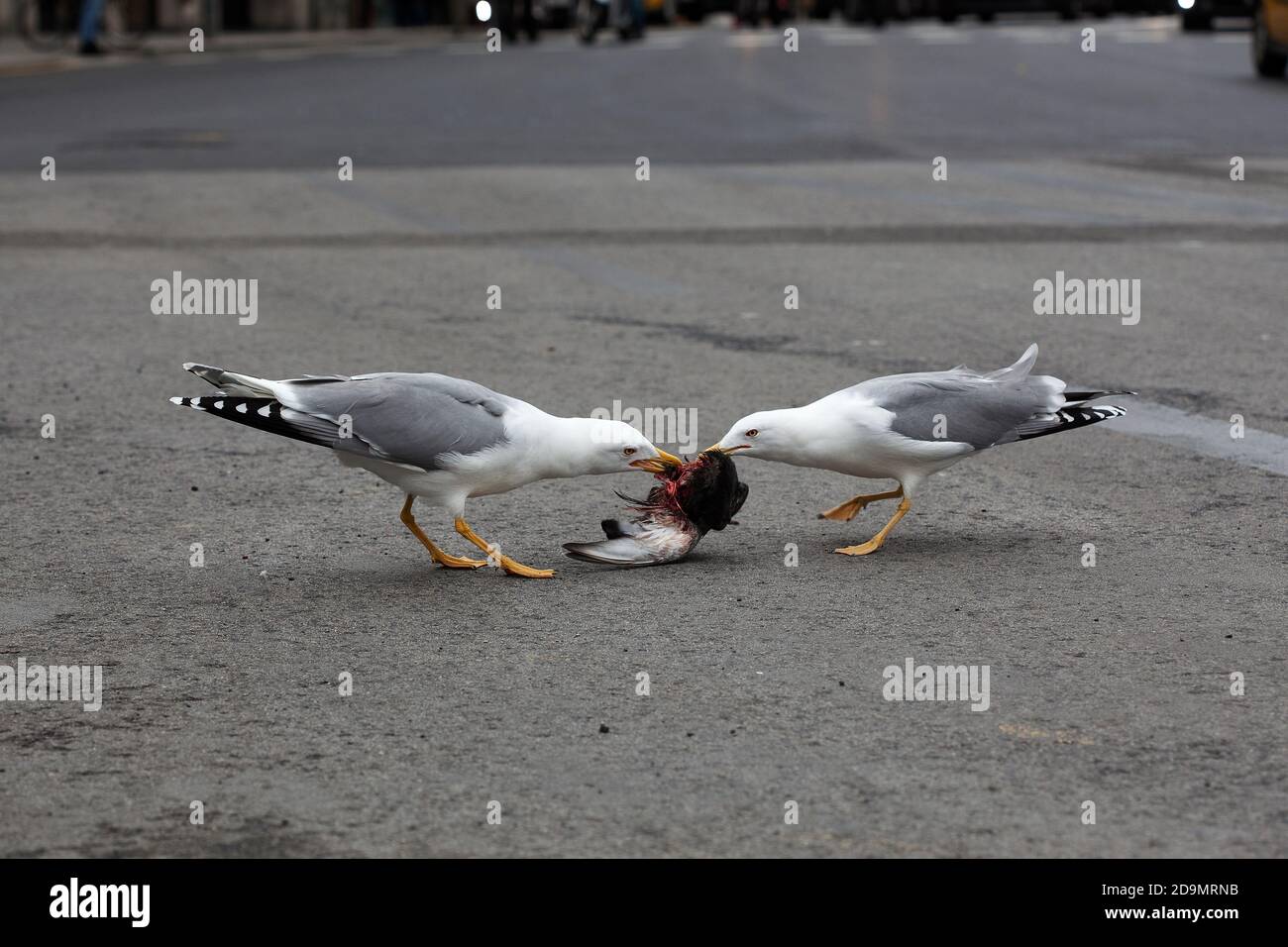 Deux goélands déchirant un pigeon. Banque D'Images