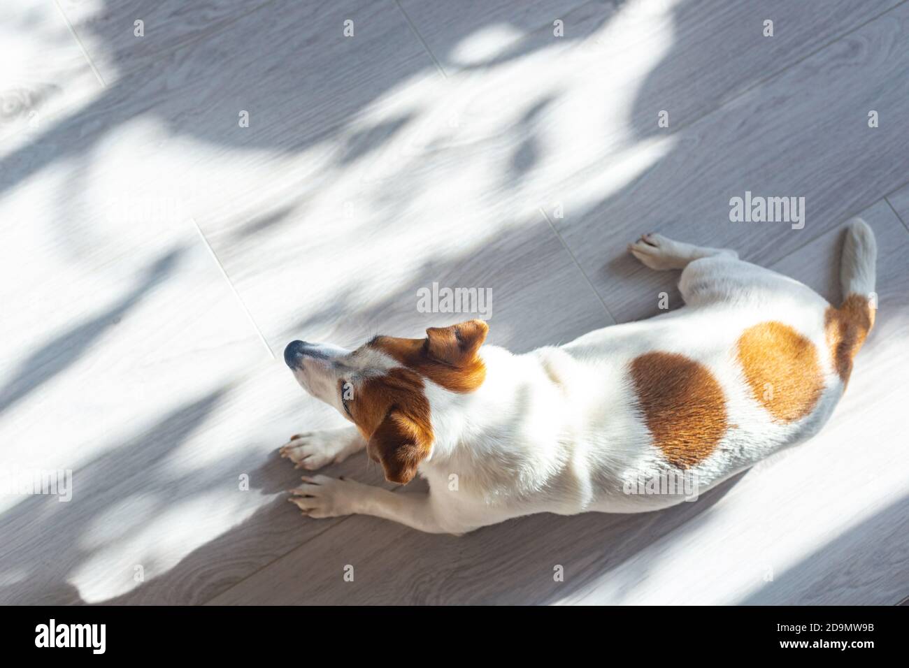 Le chien Jack Russell Terrier blanc avec des oreilles brunes et des taches rondes à l'arrière se trouve sur un sol blanc, se prélassant au soleil, vue du dessus. Jeu de lumière et d'ombre. Repos Banque D'Images