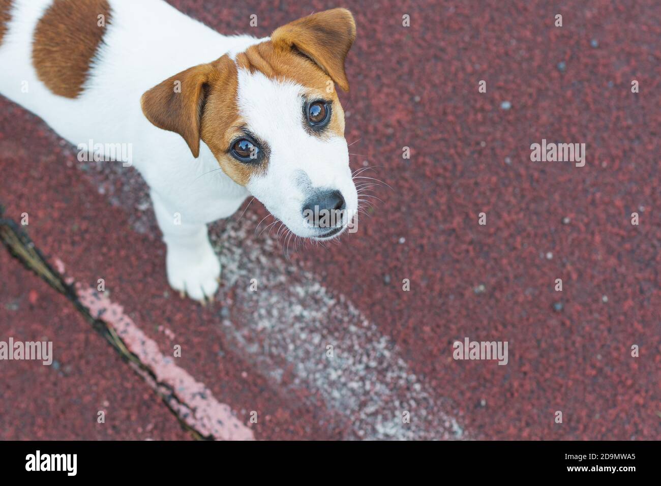 Jack Russell Terrier Puppy, blanc avec des taches rondes brunes, se tient sur le sol sportif de l'aire de jeux, regarde dans l'appareil photo avec les yeux bruns. Jour du chien, P Banque D'Images