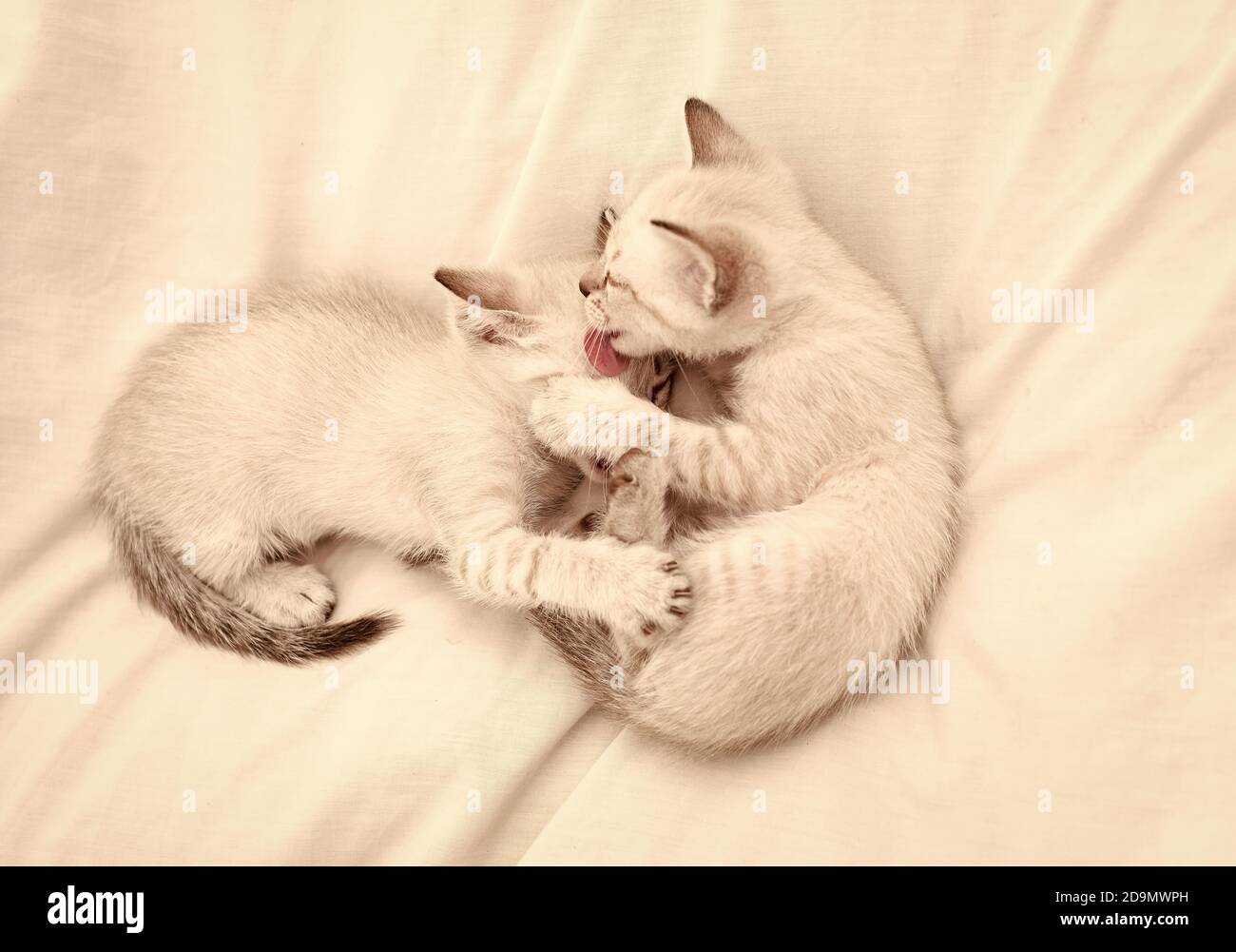 Joli Chaton Blanc Jouant Les Uns Avec Les Autres Les Petits Chatons Mignons Se Detendent Sur Une Couverture Blanche Petit Chat Amour Et Amitie Mignon Chaton Blanc Longhair Britannique Idee De Tendresse Joli Chaton Blanc Jouant Les Uns Avec Les Autres Les Petits Chatons Mignons Se Detendent Sur Une Couverture Blanche Petit Chat Amour Et Amitie Mignon Chaton Blanc Longhair Britannique Idee De Tendresse