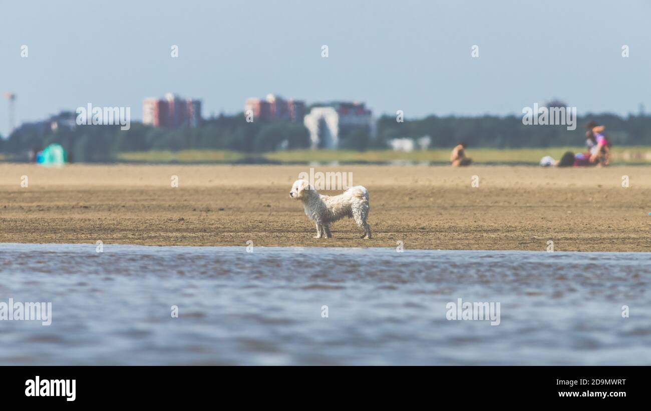 Loisirs et mer - sur la mer des Wadden. Un petit chien blanc donne sur la mer. En arrière-plan les maisons de Saint-Pierre Ording Banque D'Images