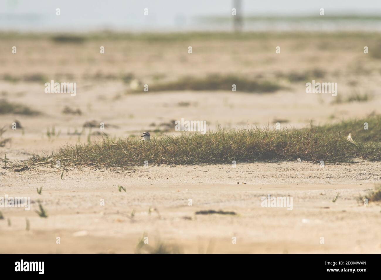 Un petit oiseau cub attend ses parents dans le sable de la mer des Wadden. Banque D'Images Un petit oiseau cub attend ses parents dans le sable de la mer des Wadden. Banque D'Images