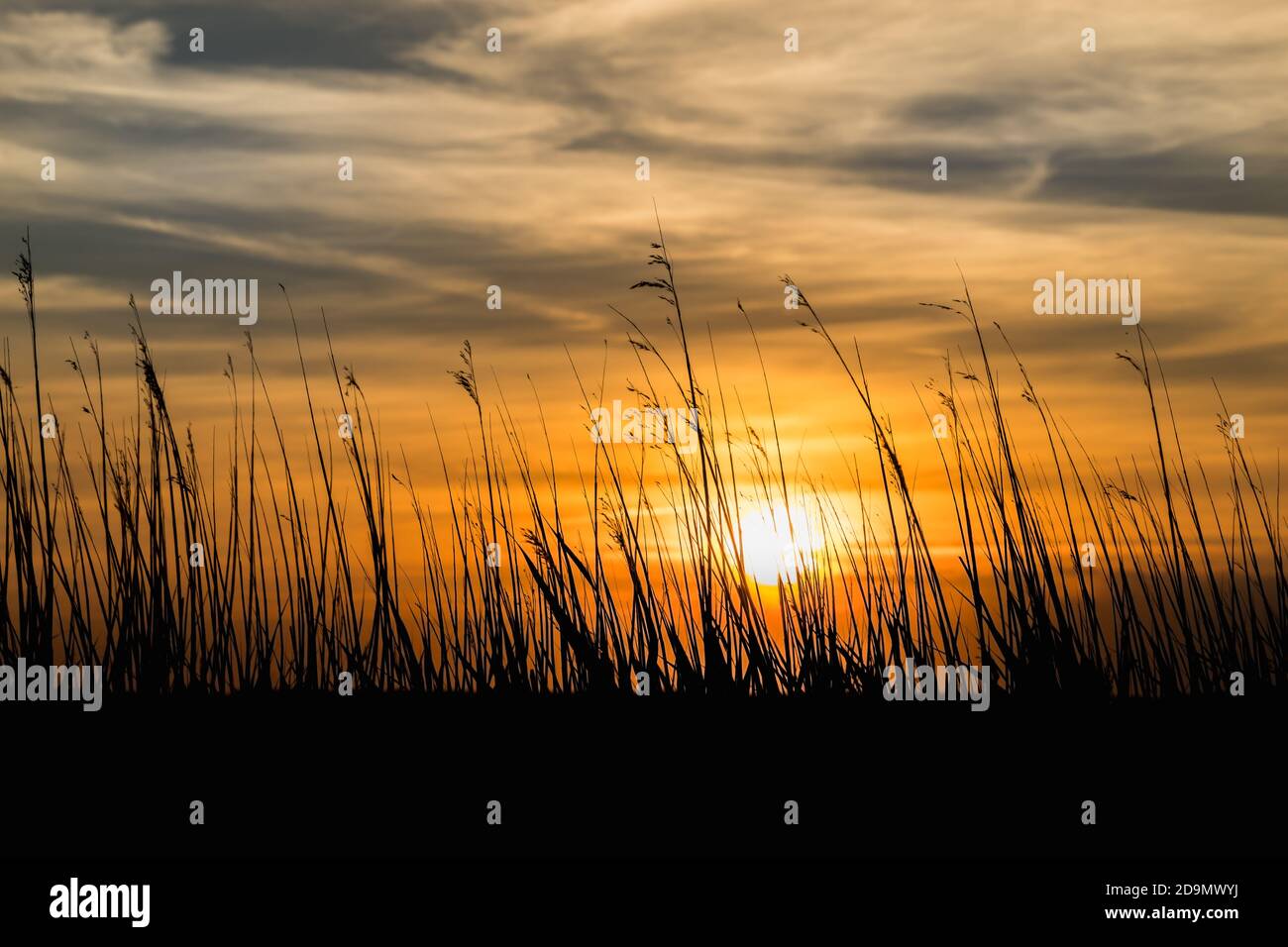 Herbes sur la plage dans la dernière lumière du soleil - coucher de soleil avec silhouette Banque D'Images