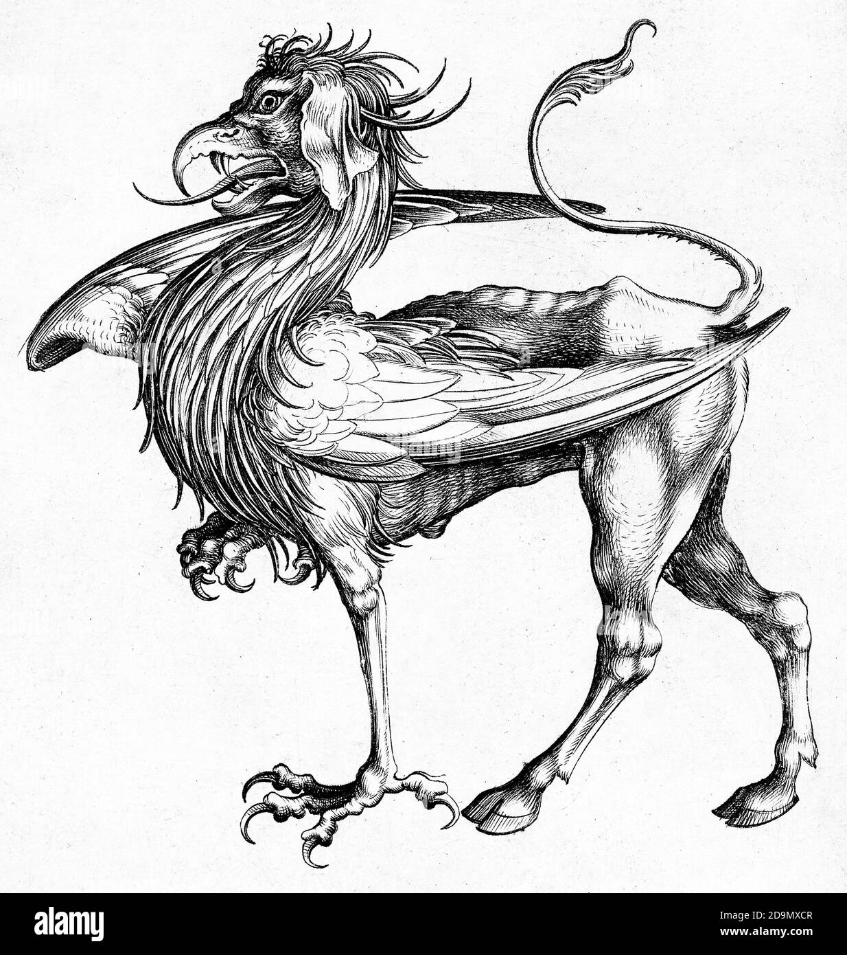 The Griffin, gravure par Israhel van Meckenem, c.1445-1503 Banque D'Images