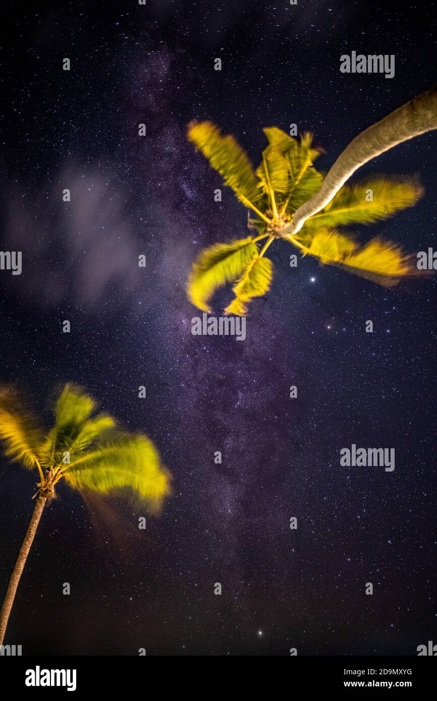De magnifiques palmiers laissent de manière laiteuse l'arrière-plan avec le flou de mouvement venteux. Ciel nocturne, paysage, paysage. Une nature incroyable Banque D'Images