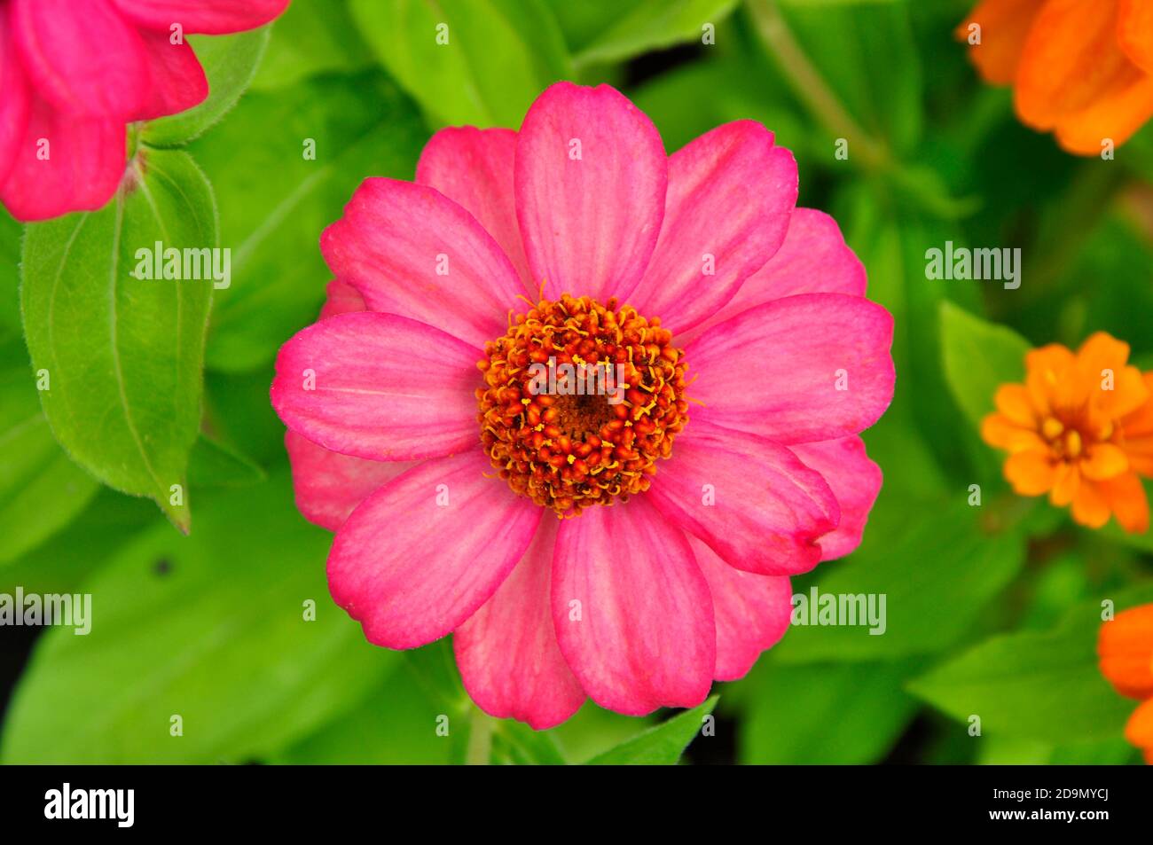 Gros plan d'une fleur avec des pétales rose vif et Orange centre.dans un jardin de Wiltshire.UK Banque D'Images