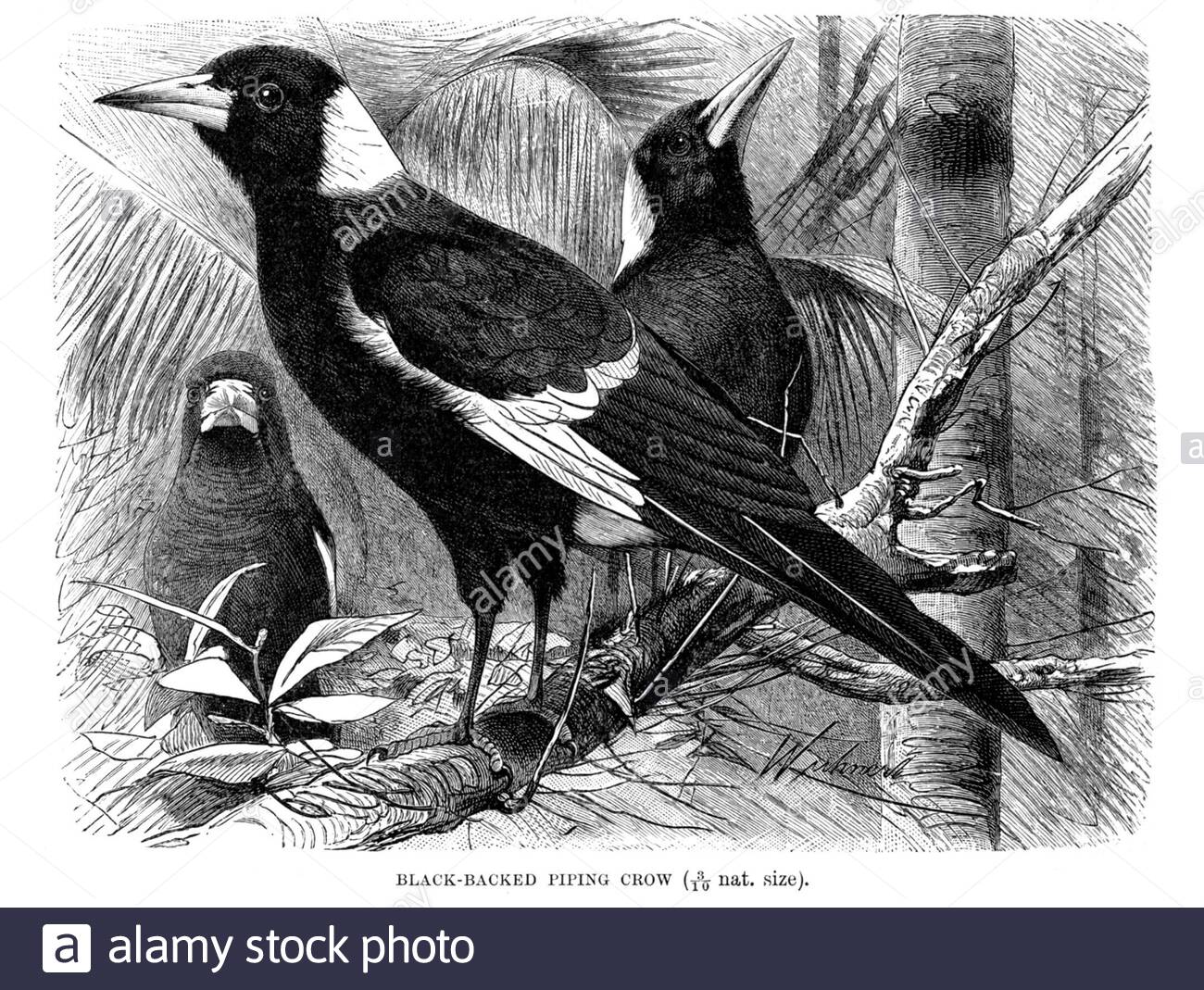 Piping Crow à dos noir (Australian Magpie), illustration vintage de 1894 Banque D'Images