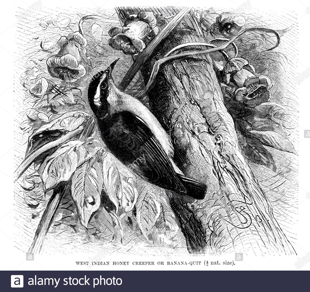 West Indian Honey Creeper ou BananaQuit, illustration vintage de 1894 Banque D'Images