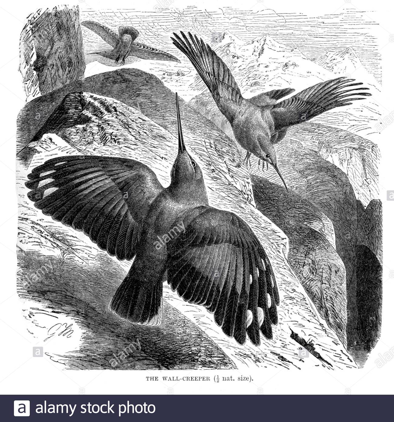 Wallrampante, illustration ancienne de 1894 Banque D'Images