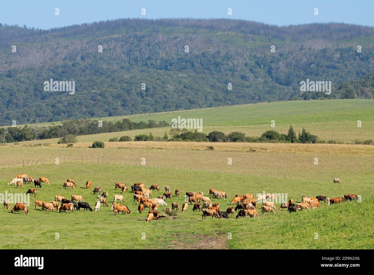 Les vaches laitières paissent sur un pâturage vert luxuriant d'une ferme rurale, Afrique du Sud Banque D'Images