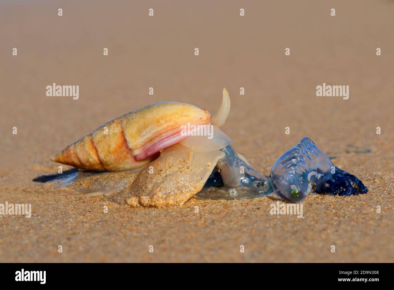 Escargot de charrue (Bulliua digitalis), une espèce d'escargot de mer, prédatation sur une bouteille bleue, Afrique du Sud Banque D'Images