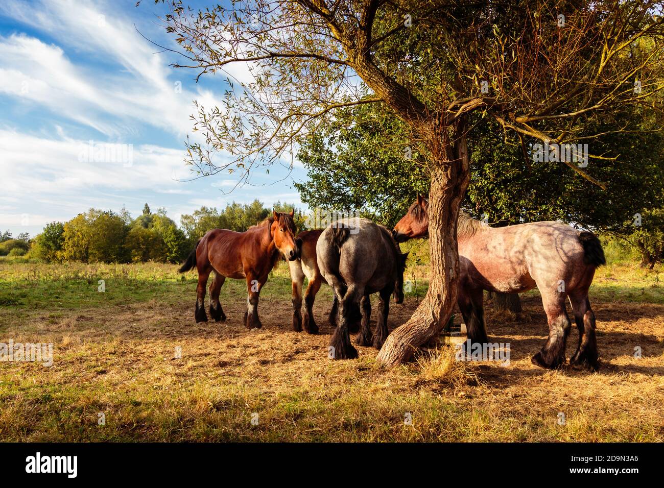 (Belge) les chevaux de brouillons cherchent un abri sous un arbre. Flandre, Belgique Banque D'Images