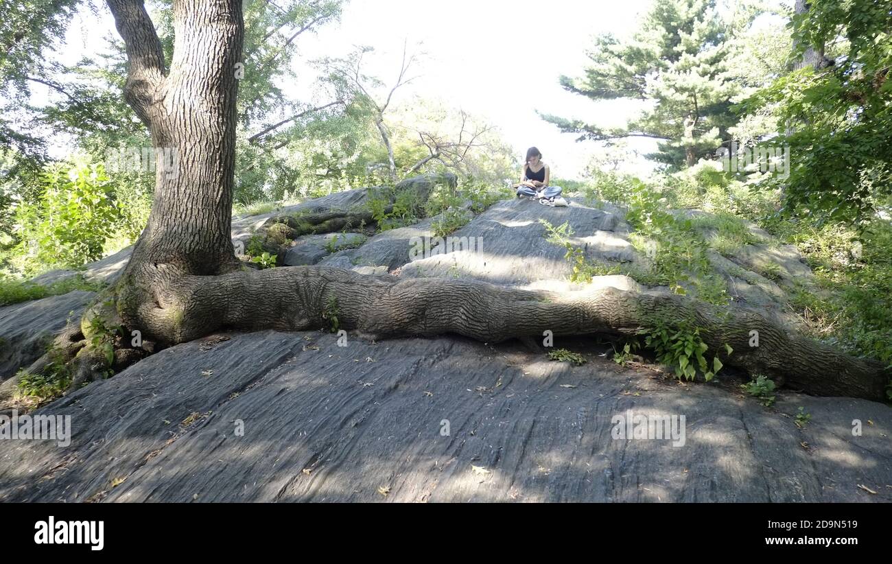 Central Park, NY, cette plante de bouleau sauvage qui pousse au-dessus de la roche, très probablement puisque la plantule n'avait pas d'autre endroit pour se développer, fournir à cet arbre les éléments nutritifs nécessaires pour survivre, Banque D'Images