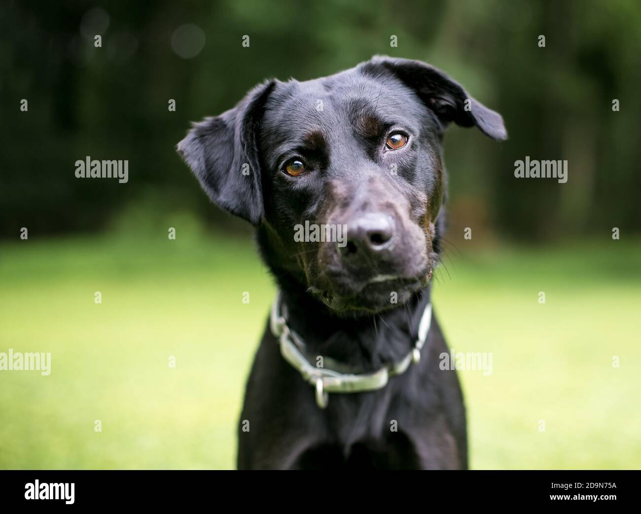 Un chien noir de race mixte Labrador Retriever qui regarde le caméra avec inclinaison de la tête Banque D'Images
