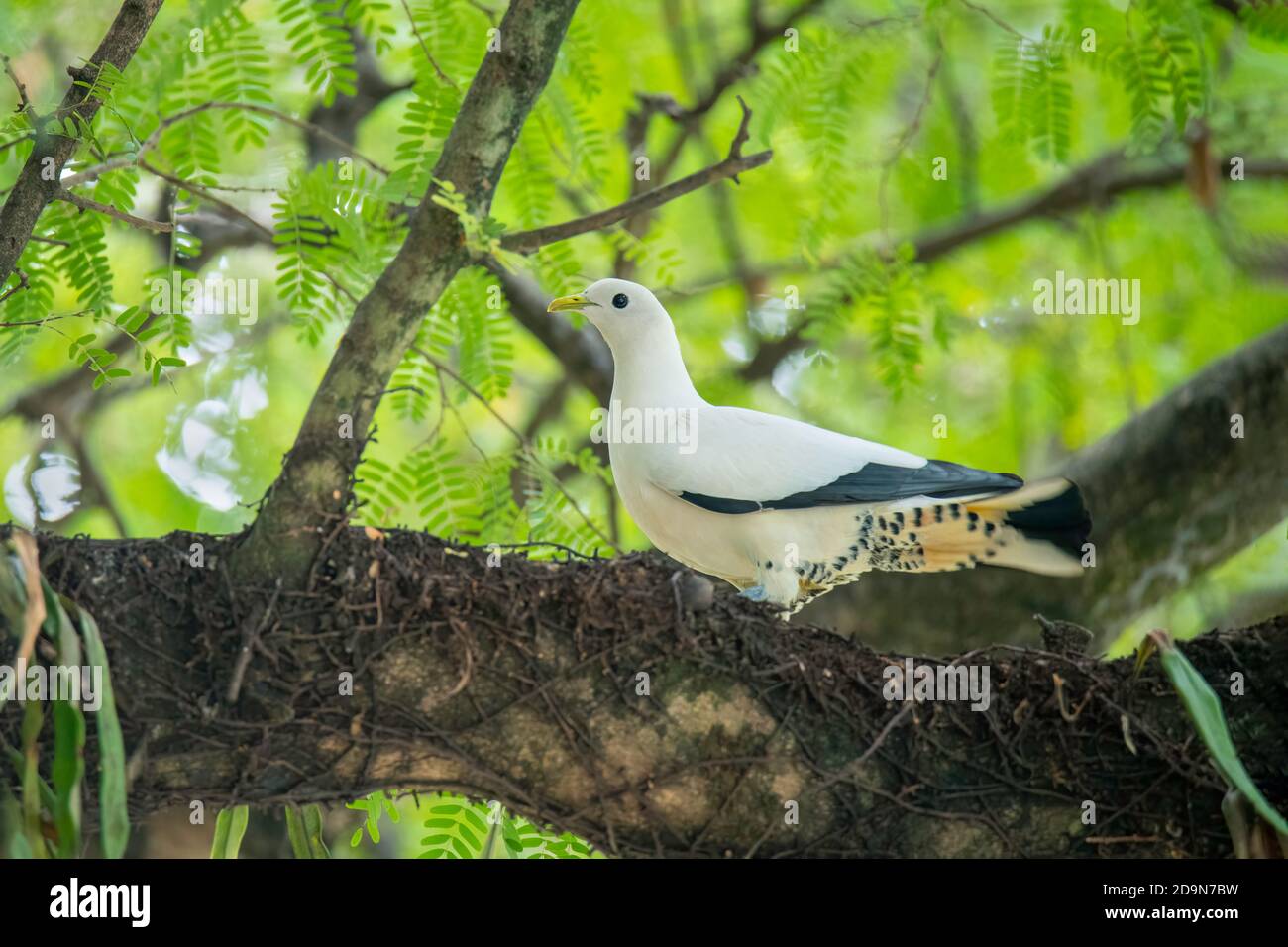 Torresian Imperial-Pigeon Ducula spilorrhoa Cairns, Queensland, Australie 30 octobre 2019 Adulte Columbidae Banque D'Images