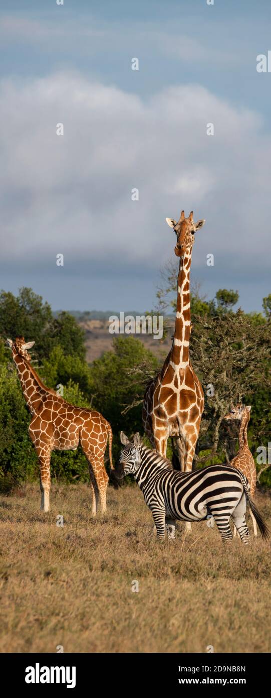 Afrique, Kenya, plateau de Laikipia, District de la frontière du Nord, OL Pejeta Conservancy. Girafes réticulés (SAUVAGES : Giraffa camelopardalis reticulata) Banque D'Images