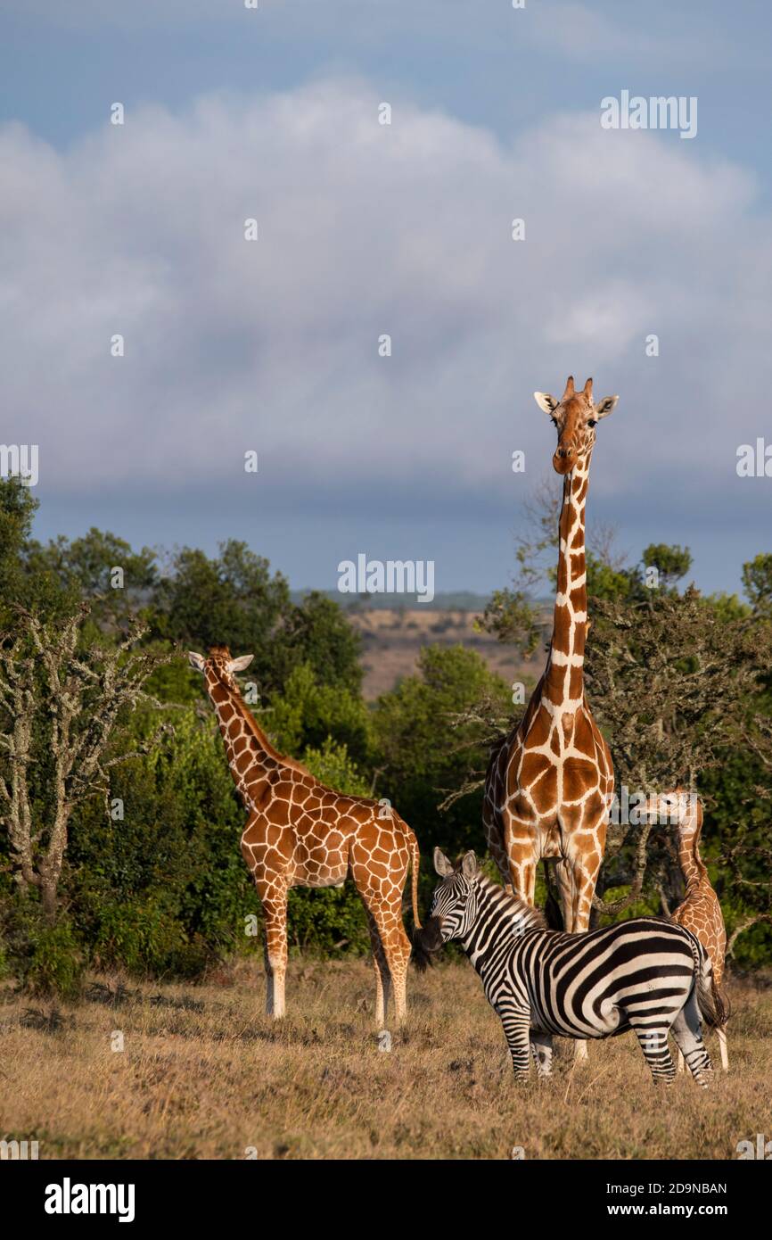Afrique, Kenya, plateau de Laikipia, District de la frontière du Nord, OL Pejeta Conservancy. Girafes réticulés (SAUVAGES : Giraffa camelopardalis reticulata) Banque D'Images