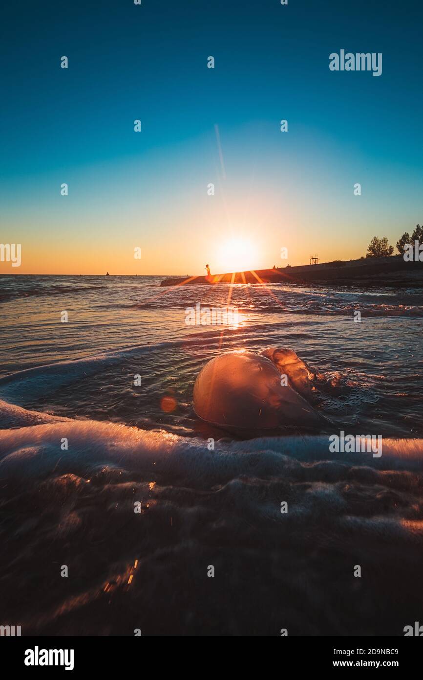 Un méduse mort couché sur la plage de sable et se lave par la mousse de mer. Vue rapprochée de l'inconvénient. Coucher de soleil lumineux Banque D'Images