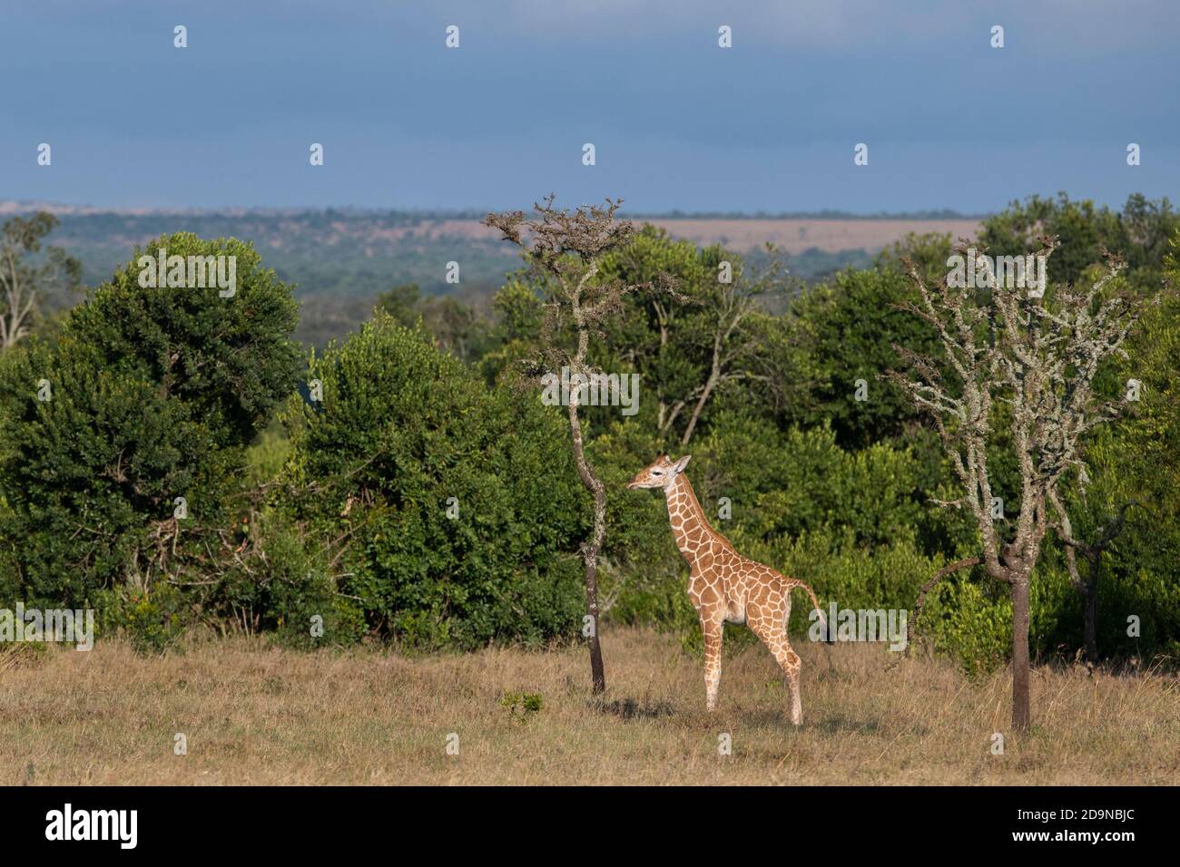 Afrique, Kenya, plateau de Laikipia, District de la frontière du Nord, OL Pejeta Conservancy. Girafe réticulée nouveau-né (SAUVAGE : giraffa camelopardalis reticula Banque D'Images