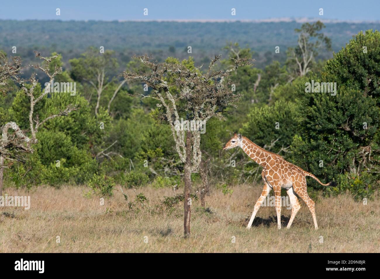 Afrique, Kenya, plateau de Laikipia, District de la frontière du Nord, OL Pejeta Conservancy. Girafe réticulée nouveau-né (SAUVAGE : giraffa camelopardalis reticula Banque D'Images