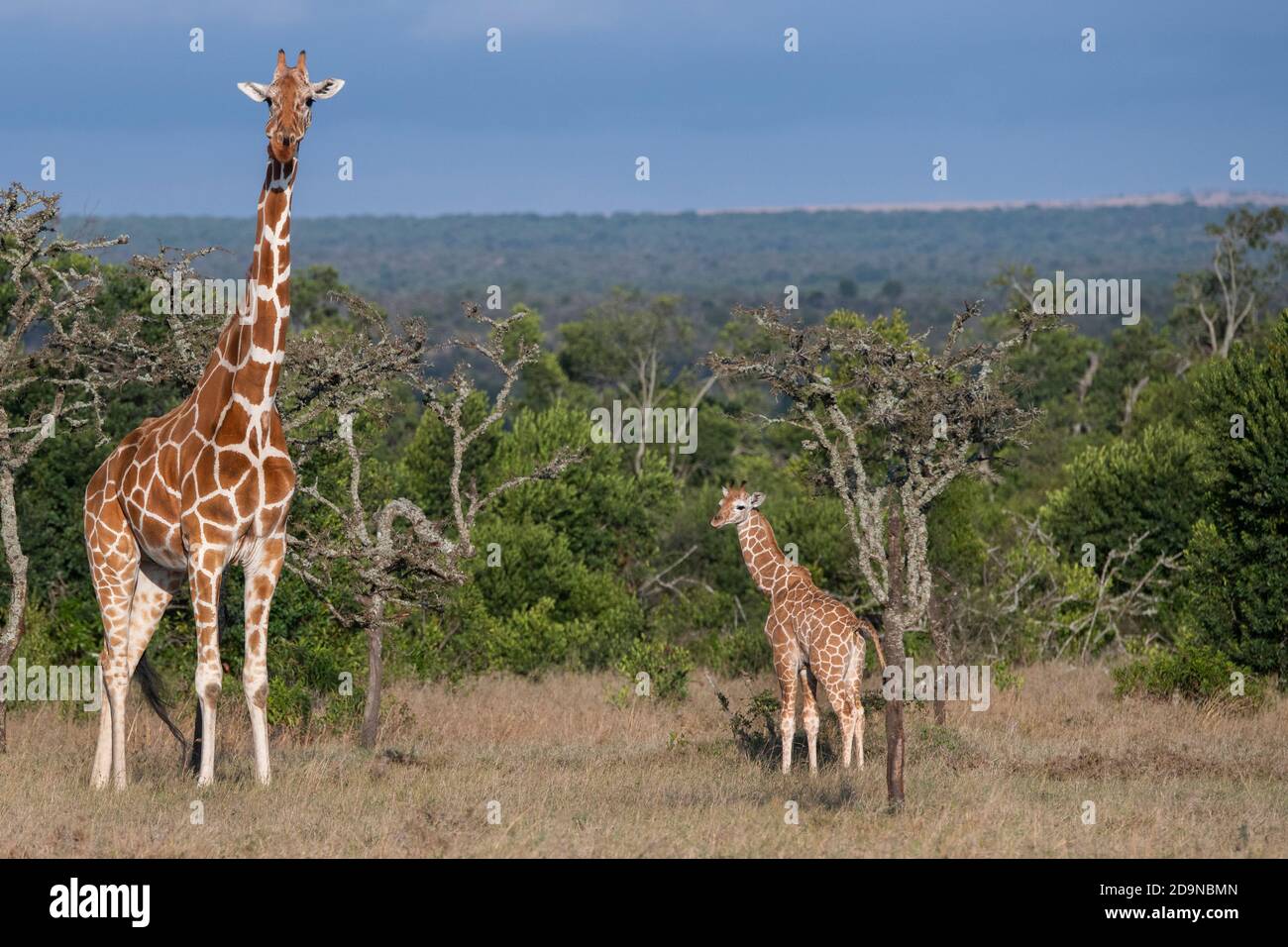 Afrique, Kenya, plateau de Laikipia, District de la frontière du Nord, OL Pejeta Conservancy. Mère girafe réticulée avec nouveau-né (SAUVAGE : Giraffa camelobarda Banque D'Images