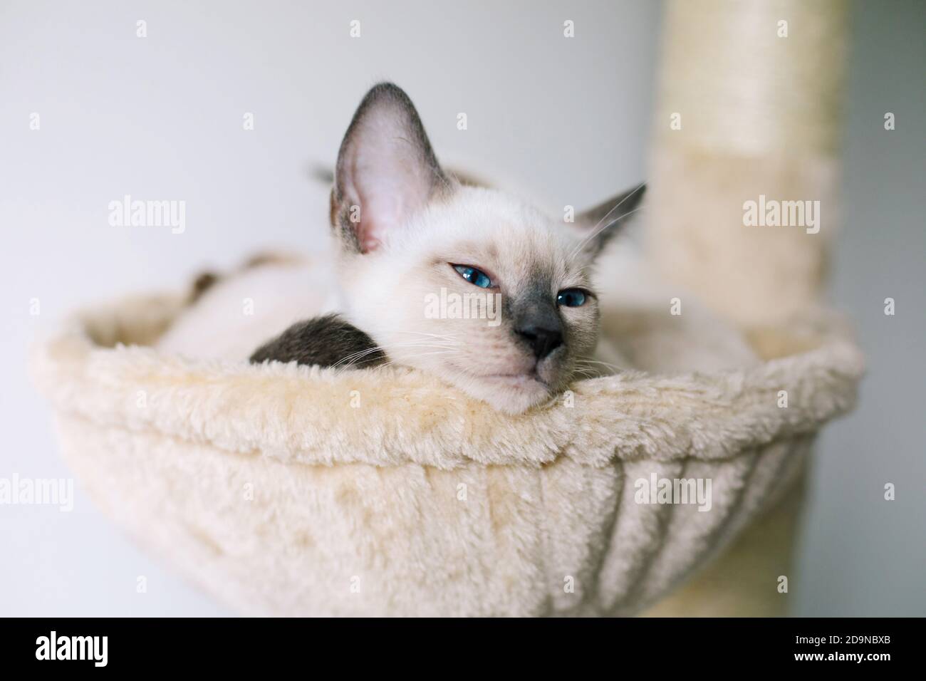 Chat trouvé 14