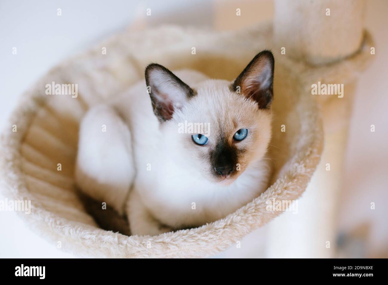 Un chaton siamois au chocolat de 14 semaines qui se penche vers le haut un hamac de chat sur un arbre de chat crème Banque D'Images