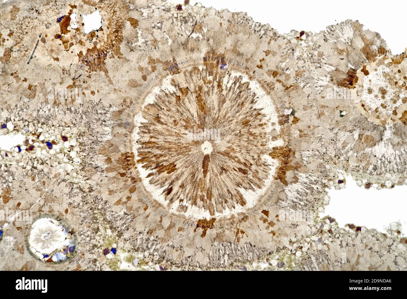 Pierre à pichet Spherulitique, section de glissement, Arran, Écosse, Royaume-Uni, photomicrographe à fond clair Banque D'Images