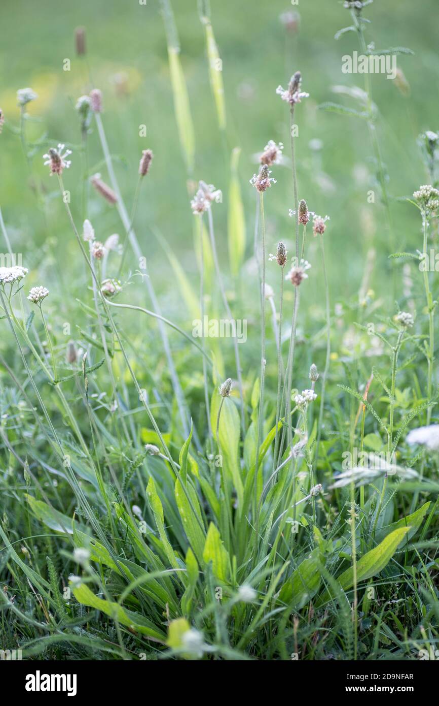 Ribwort plantain dans un pré Banque D'Images
