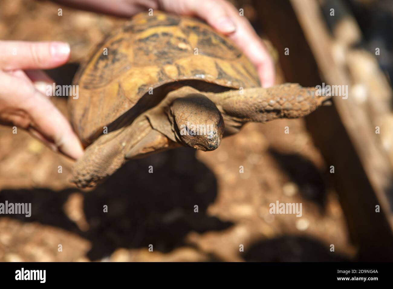 Les mains humaines tiennent une tortue illuminée par le soleil. Gros plan sur la tortue Banque D'Images