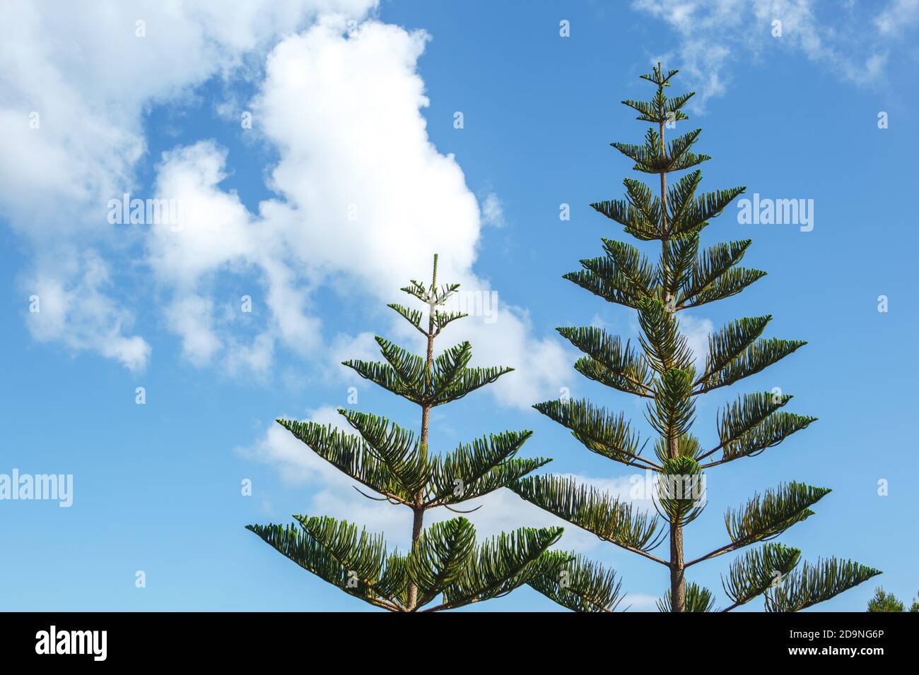 Araucaria pousse contre un ciel nuageux sur un Soleil clair jour Banque D'Images