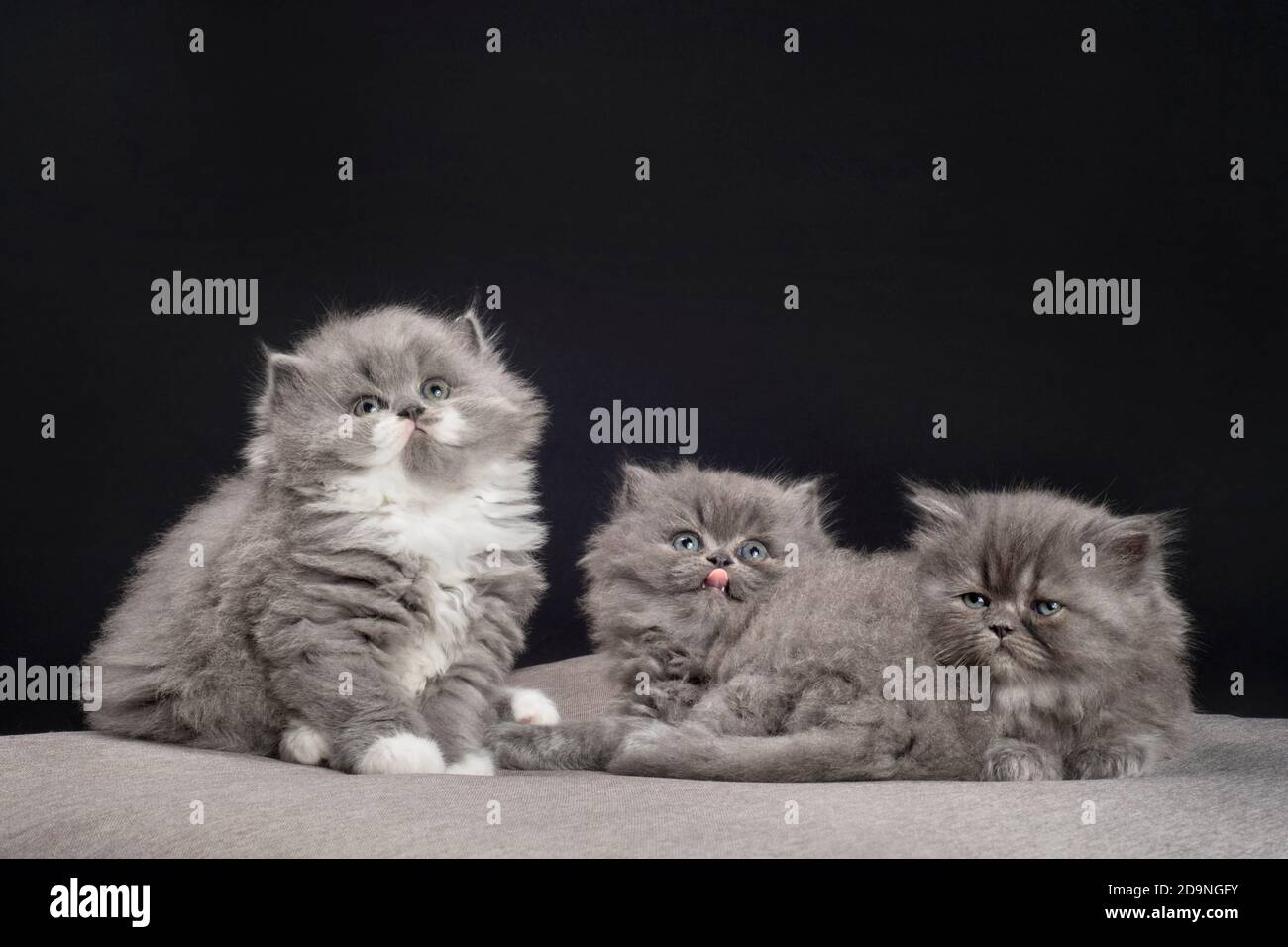 Trois adorables chatons de ragamuffin âgés de 5 semaines. Banque D'Images