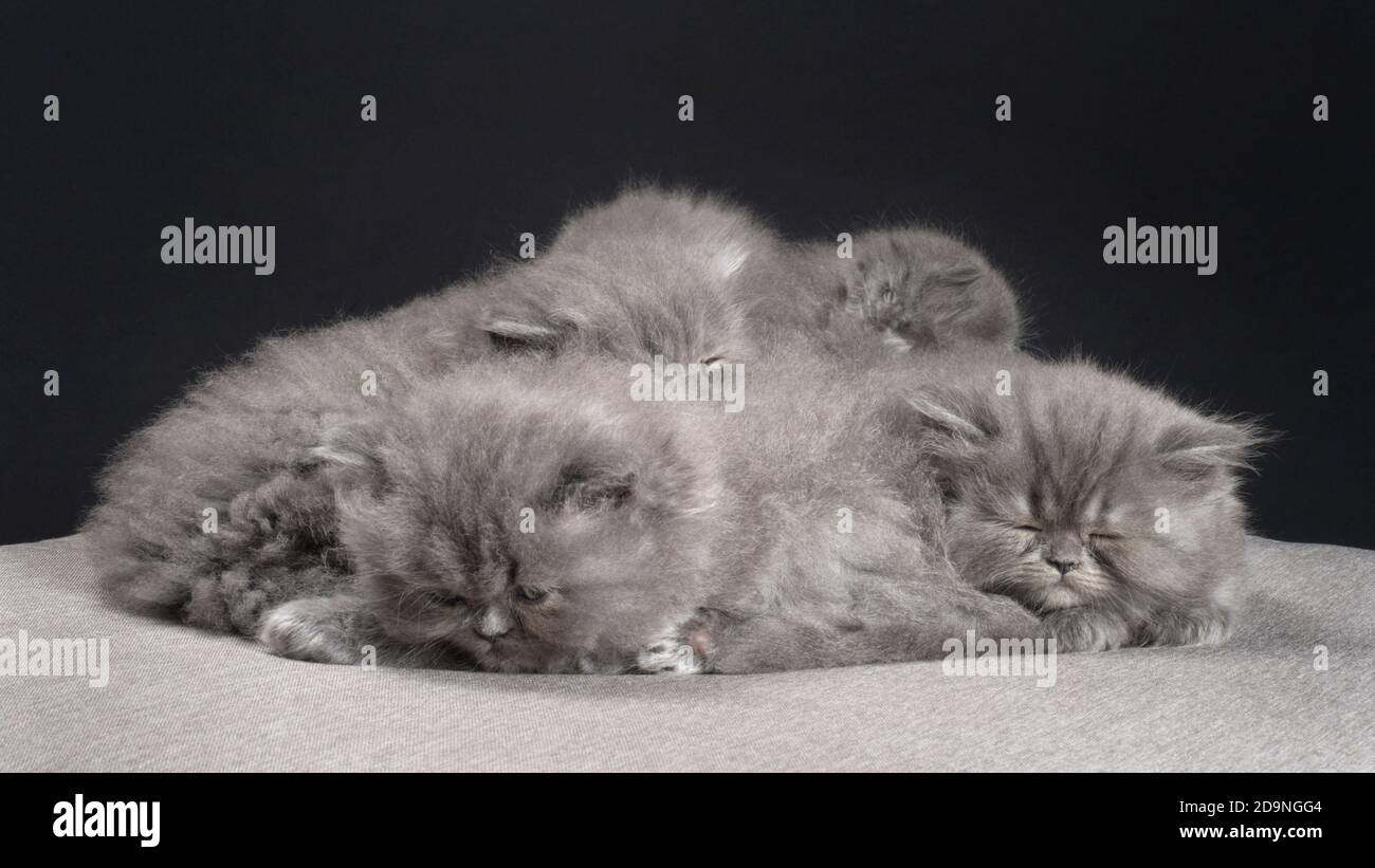 Photo de groupe de cinq chatons de ragamuffin dormant. Banque D'Images