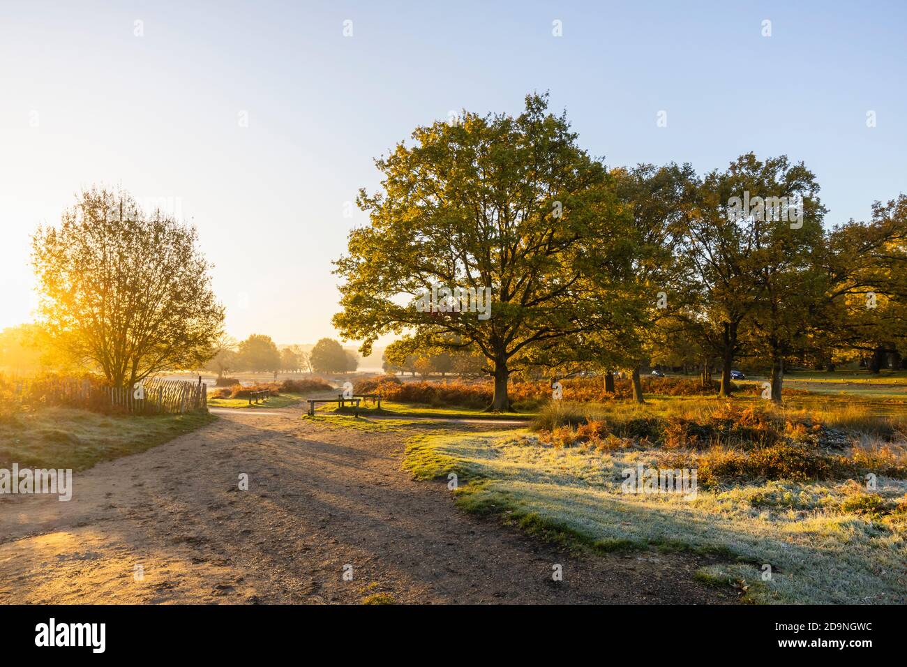 Paysage en début de matinée lumière à Richmond Park, Richmond, Londres, sud-est de l'Angleterre de la fin de l'automne au début de l'hiver Banque D'Images