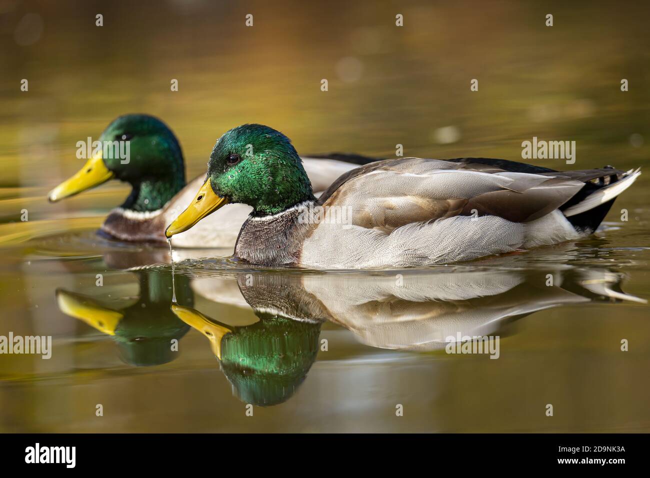 Photo d'une drague de canard en bois nageant le long du bord des étangs Banque D'Images
