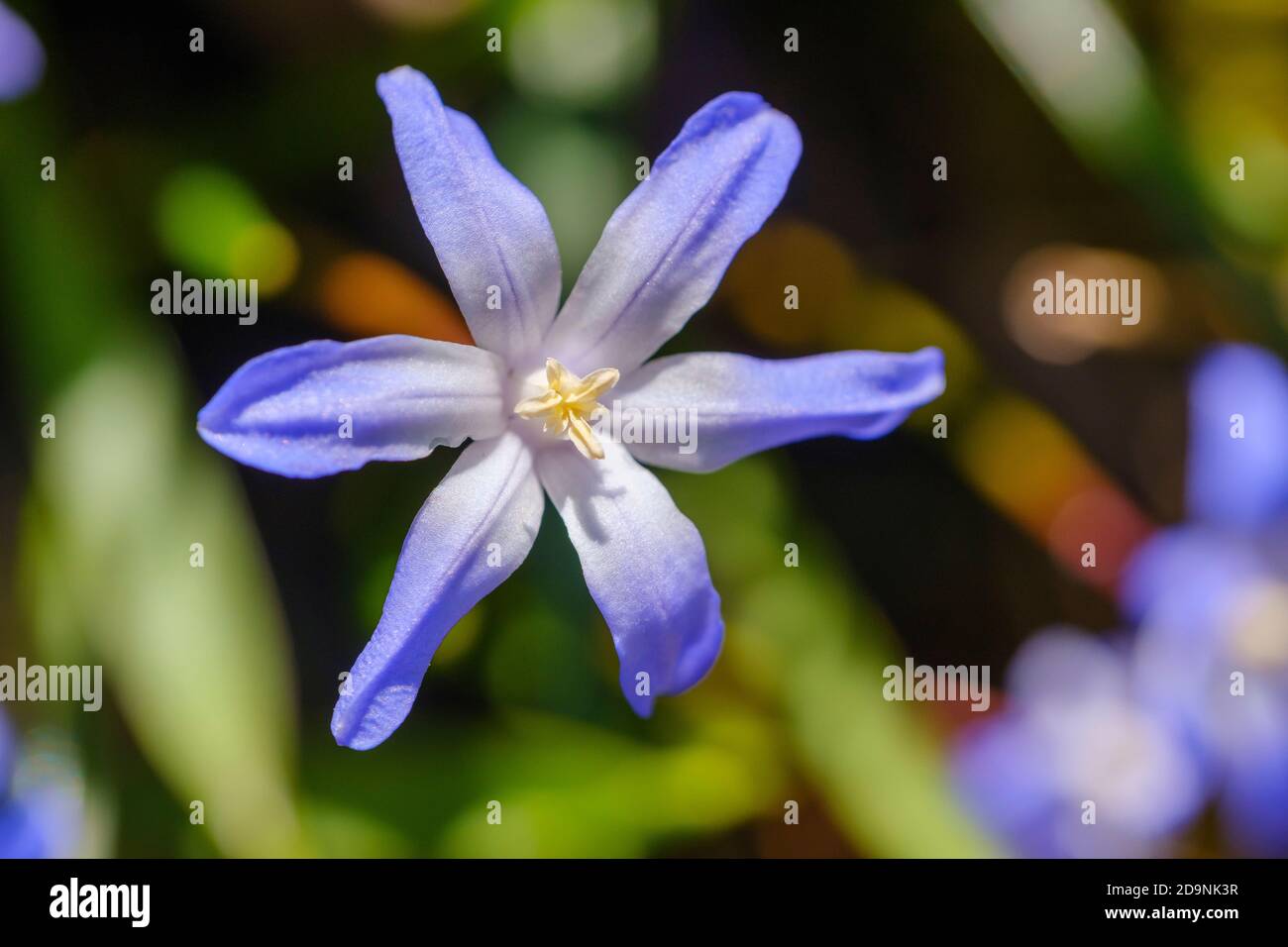 Fierté commune de la neige (Chionodoxa luciliae), fleurs, plante de jardin, Bavière, Allemagne Banque D'Images