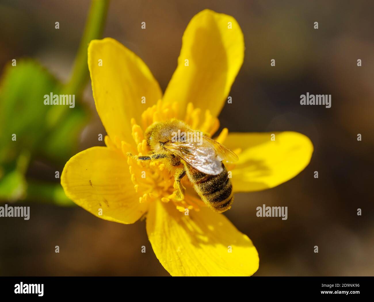 Abeille (APIs mellifera) avec pollen sur la fleur du marais Marigold (Maltha palustris), haute-Bavière, Bavière, Allemagne Banque D'Images