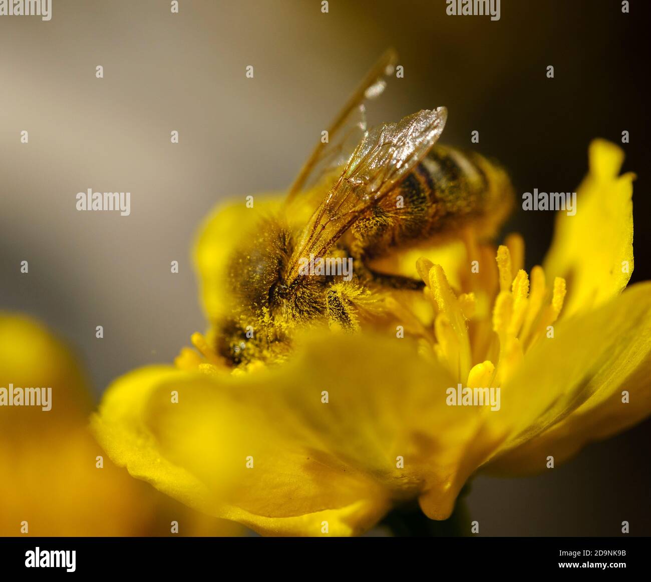 Abeille (APIs mellifera) avec pollen sur la fleur du marais Marigold (Maltha palustris), haute-Bavière, Bavière, Allemagne Banque D'Images