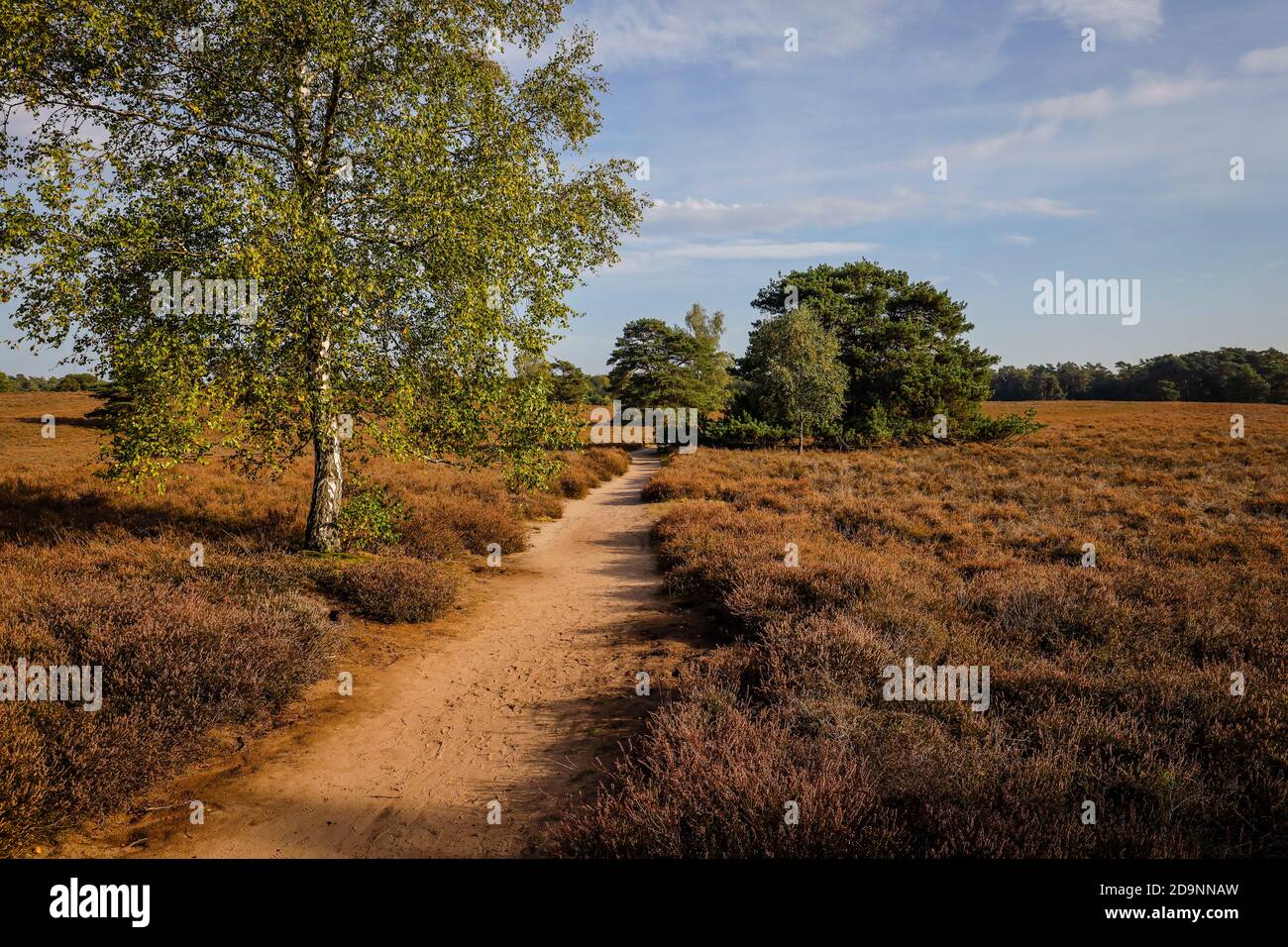 Haltern am See, Muensterland, Rhénanie-du-Nord-Westphalie, Allemagne - Westruper Heide, le sentier de randonnée Hohe Mark Steig est long de 158 kilomètres et relie la région de la Ruhr, le Muensterland et le Bas Rhin. Banque D'Images