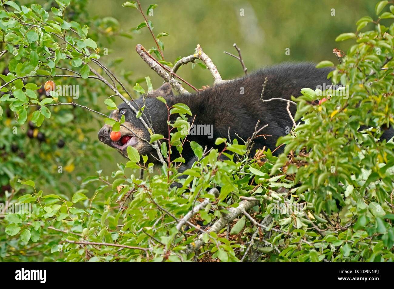 Ours noir (Ursus americanus), le cub monte dans un arbre, France Banque D'Images
