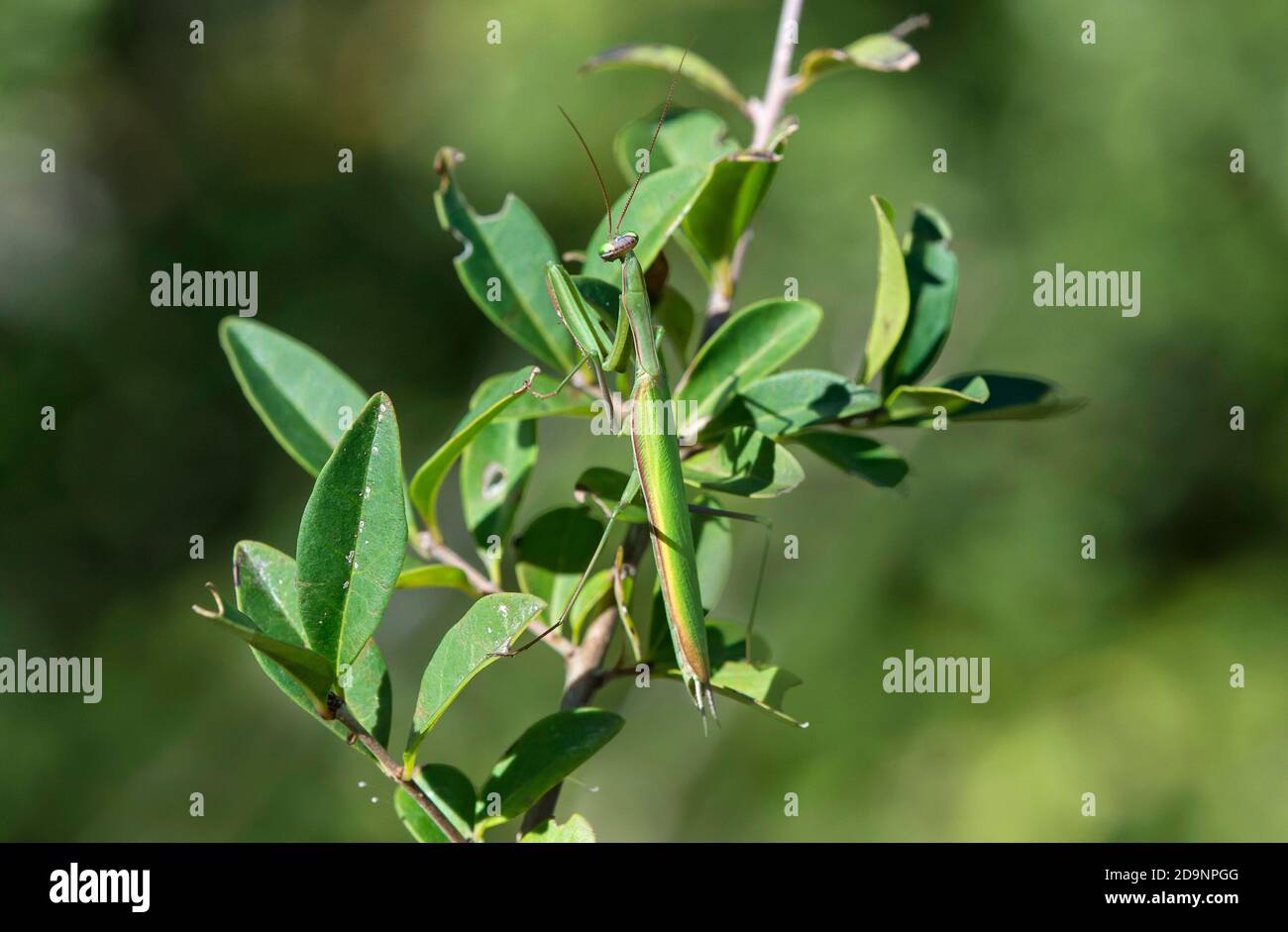 Mantis de prière européenne (Mantis religiosa), famille de mantis (Mantidae), bien camouflés entre les feuilles du Bush privé, Valais, Suisse Banque D'Images