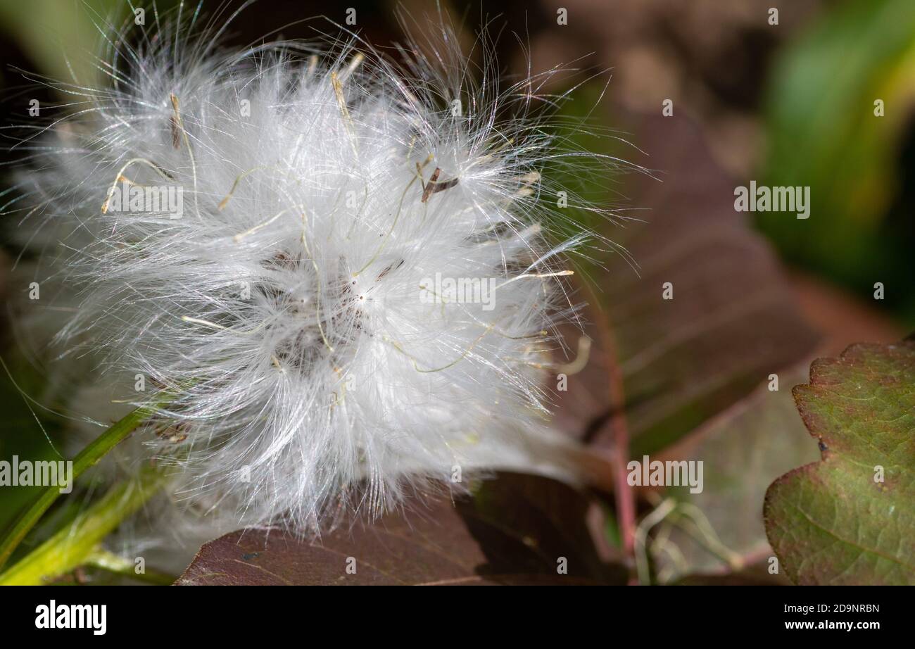 La graine de gousse éclate alors que la nature tente de procréer. Banque D'Images