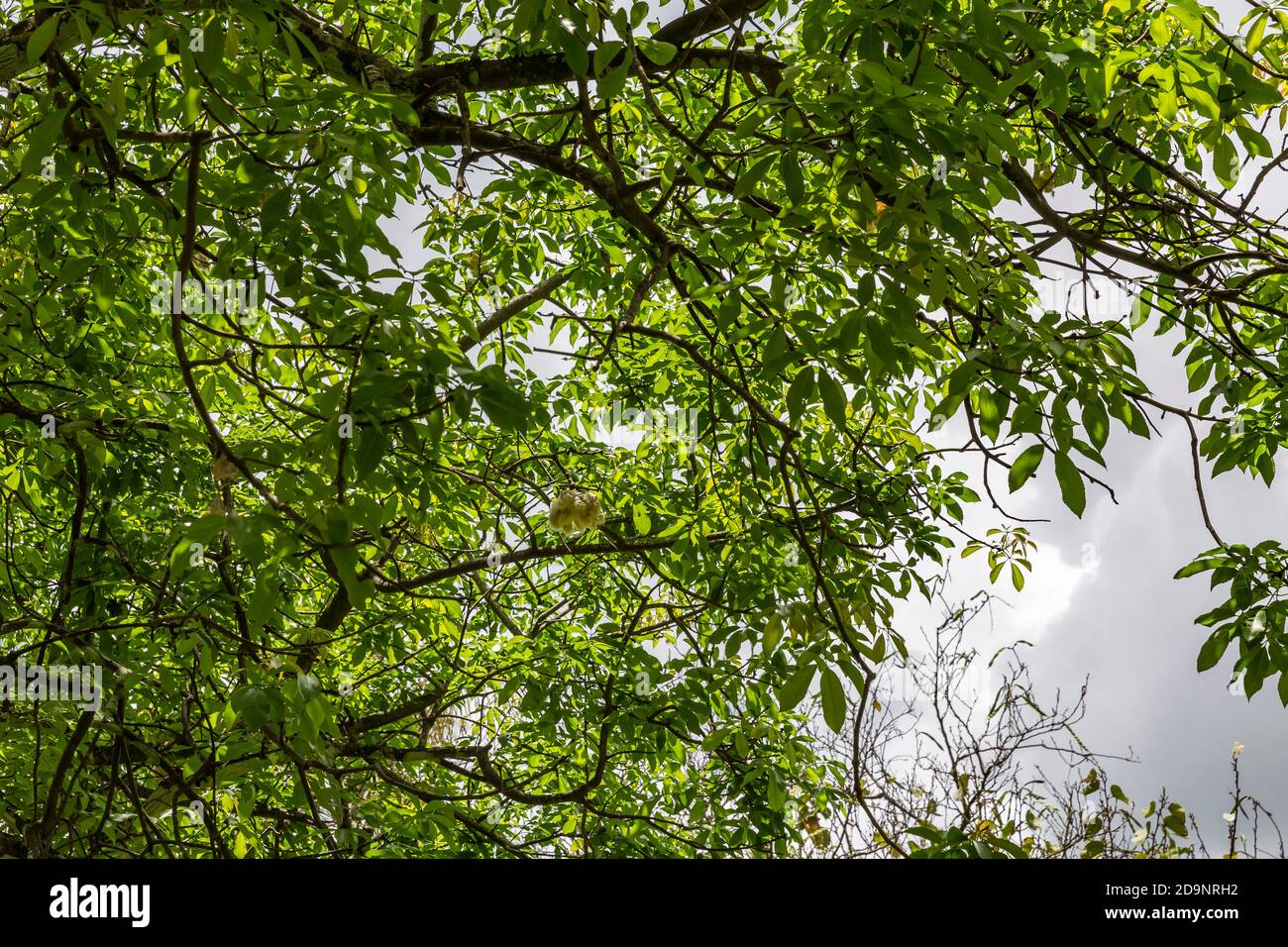 Feuille de soie, Chorisia, (Ceiba speciosa), jardin avec palmiers et plantes exotiques, le Saint Aubin distillerie de rhum, fondée en 1819, Saint Aubin, Maurice, Afrique, Océan Indien Banque D'Images