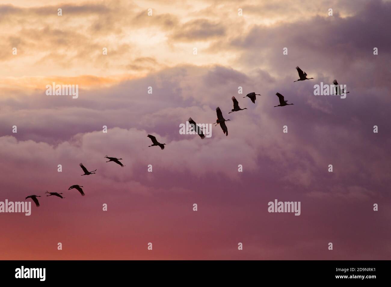 Grue oiseaux en vol, le soir, coucher de soleil couleur ciel nuageux, Finlande Banque D'Images