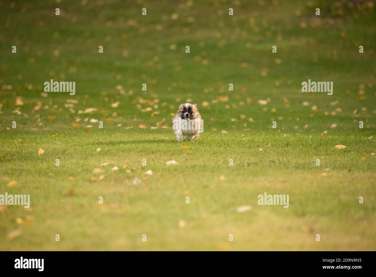 Chihuahua chiot, à poil long, courant vers, jardin, scène automnale, Finlande Banque D'Images