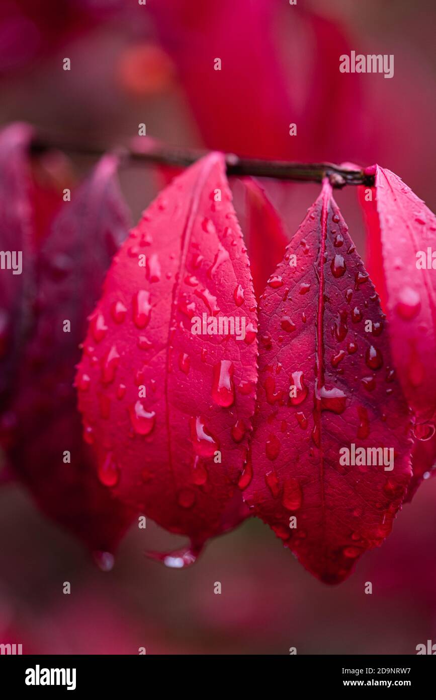 Gros plan de feuilles rouges brillantes d'arbustes en feu à l'automne. Banque D'Images