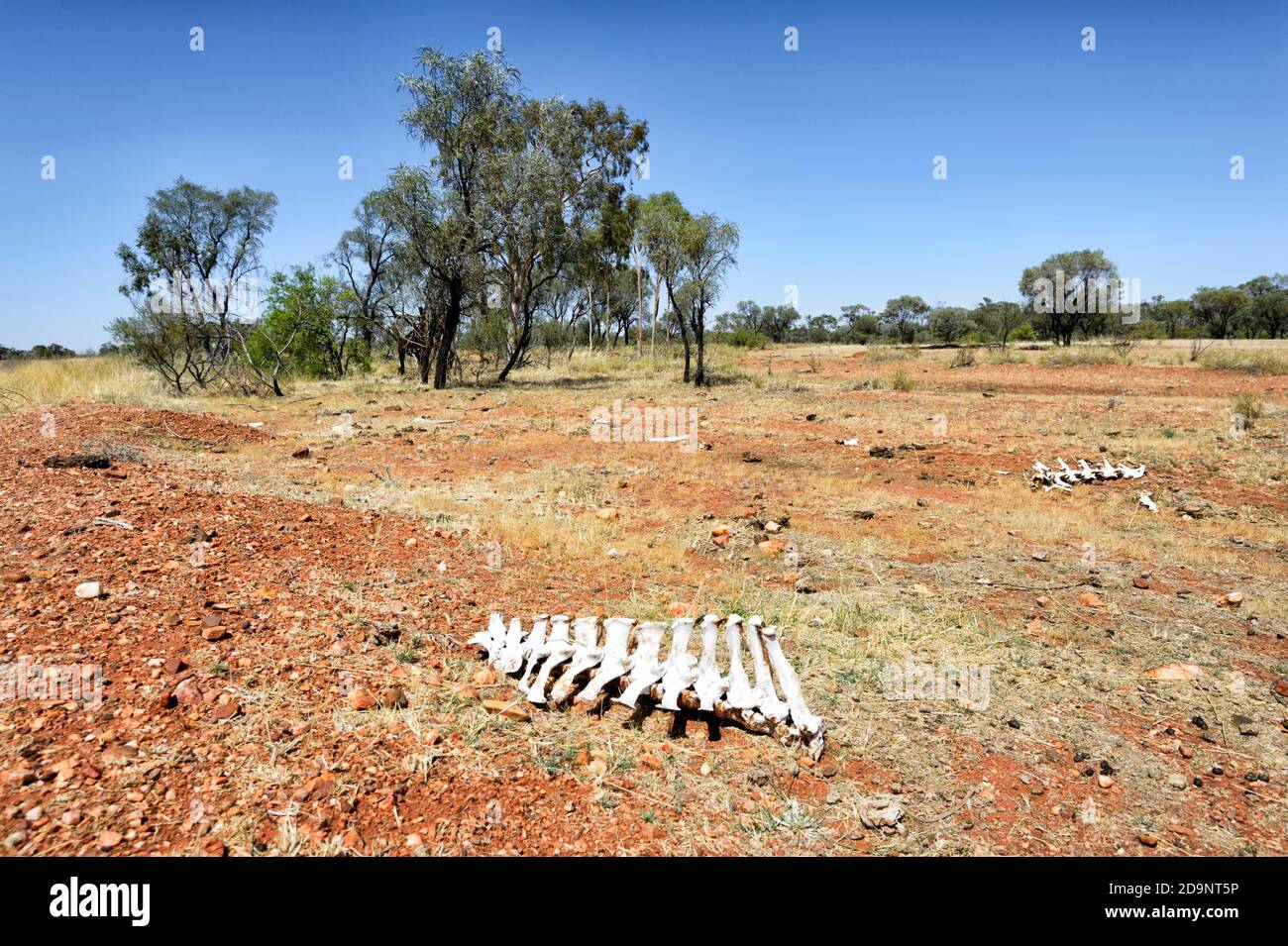 Restes de bovins qui ont péri dans l'Outback australien, près de Birdsville, Queensland, Queensland, Australie Banque D'Images