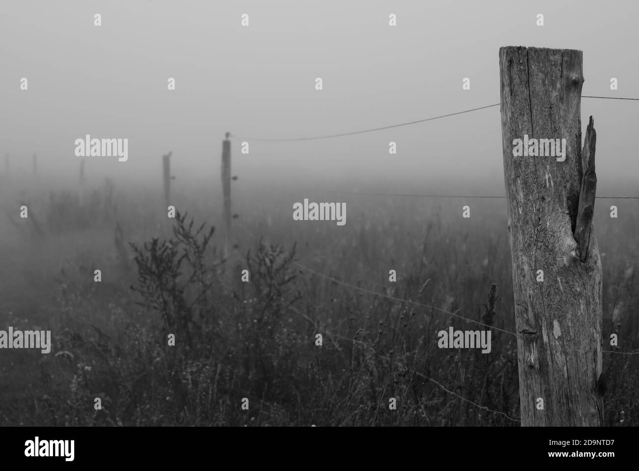 Brouillard sur un pré de cheval en début de matinée en automne, netteté sélective, netteté au premier plan Banque D'Images