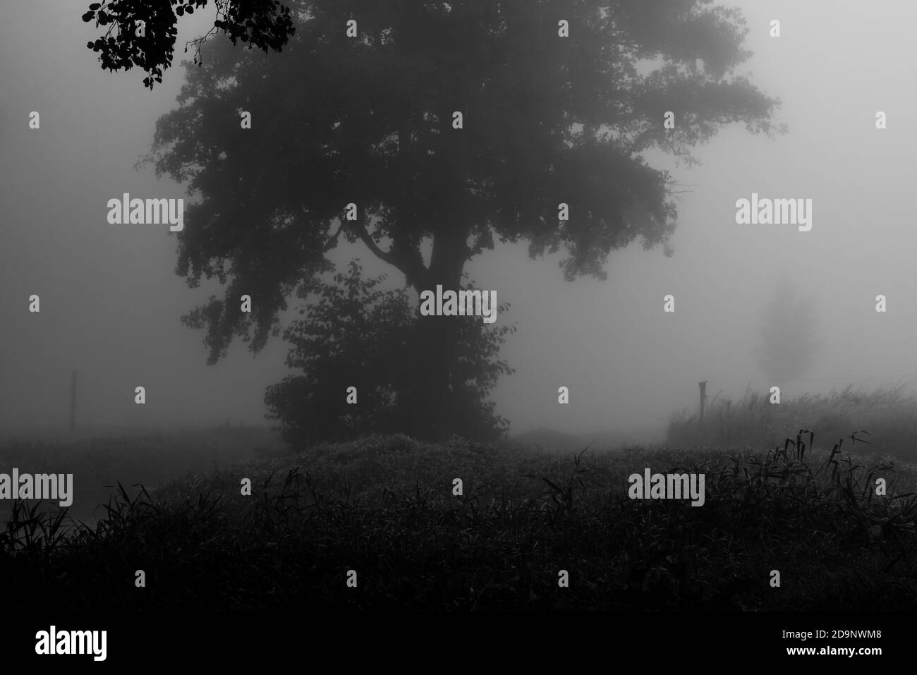 Chêne avec brouillard très fort en début de matinée, automne en Allemagne, noir/blanc Banque D'Images